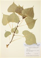 藏品(楊屬)的圖片